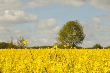 rapeseed field, yellow rapeseed flowers © Adam