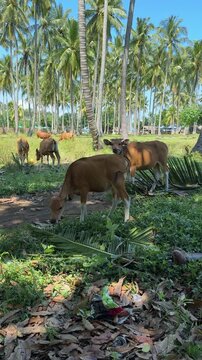 Bali cattle grazing in tropical palm grove