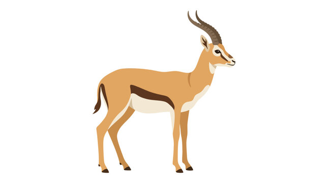 Wild gazelle antelope standing on white background.