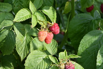 Raspberry branch with ripe and ripening berries © Sergey