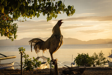 Cock @ Romblon Island, The Philippines © Travel Tips Stories