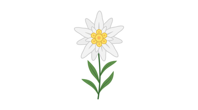 Edelweiss flower illustration isolated on white background.
