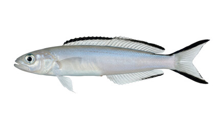 Obraz premium Dart goby fish specimen photograph with detailed fins and scales on transparent background marine life ocean