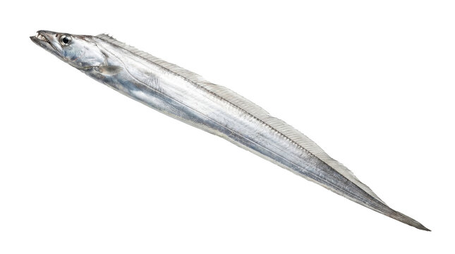 A frostfish specimen laterally compressed and elongated presented as a detailed photograph on transparent background icthyology