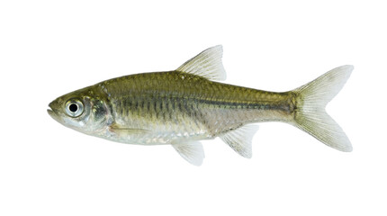 Naklejka premium Garsidei rasbora fish specimen detailed side view aquatic life illustration on transparent background marine freshwater ichthyology