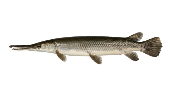 Gar fish specimen photograph with detailed scales and elongated snout on transparent background garfish gars longnose