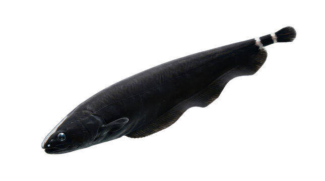 Ghost knifefish a translucent freshwater fish displays unique morphology on transparent background anatomy ichthyology aquatic life