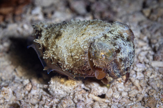 Whtie Cuttle Fish @ Romblon, The Philippines