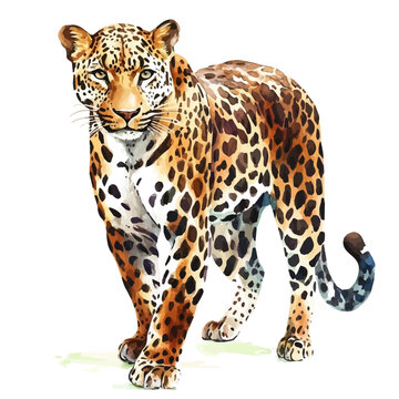Leopard artistic watercolor vector, modern minimal painting style with high detail on pure white background