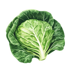 Fototapeta premium Stylized watercolor Cabbage Leaf vector, contemporary artistic illustration with detailed brush texture on white background