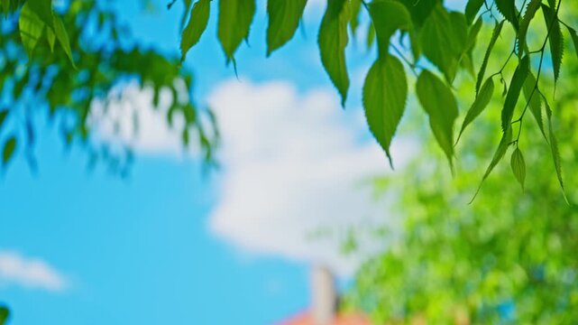 A red tiled roof and chimney peek through vibrant green tree foliage beneath a bright blue sky with fluffy white clouds, evoking summer, peace, suburban charm and outdoor tranquility. 4K.