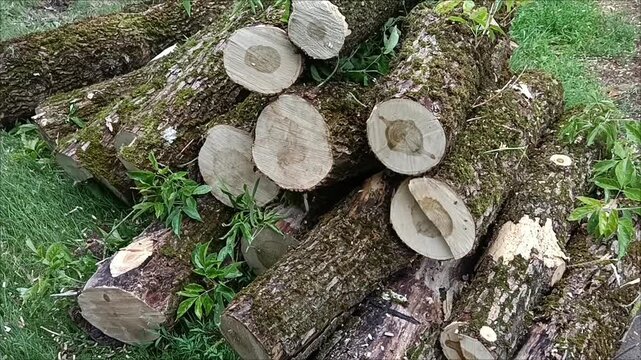 Pile of cut mossy tree logs prepared for firewood and lumber. Logs in the forest.