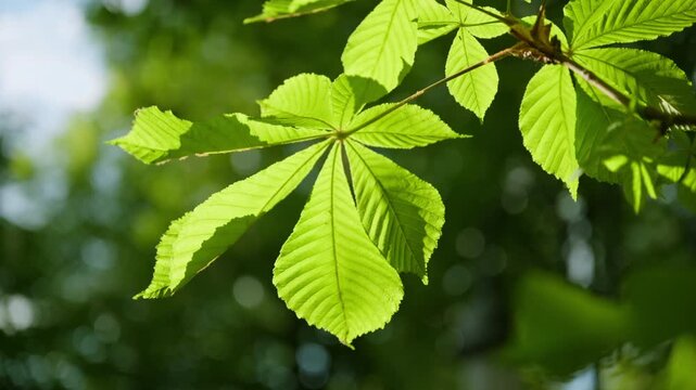 Fresh green chestnut leaves backlit by sunlight with soft bokeh forest background in spring, 4K
