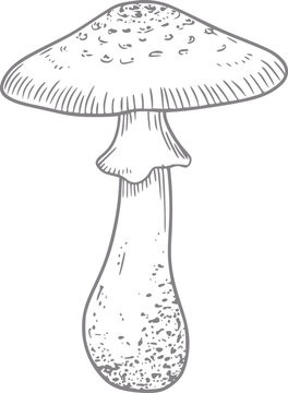 Una l&radic;&ne;nea detallada en blanco y negro de una sola seta silvestre con un sombrero y tallo texturizados