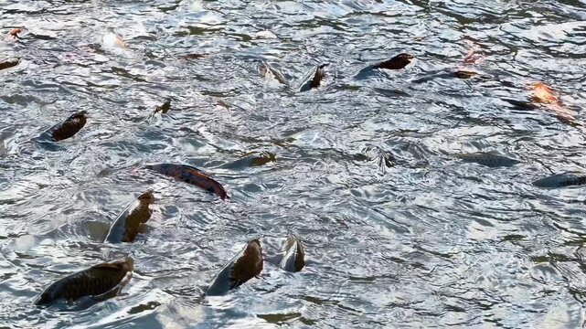 Dense carp group at reflective water surface. Dark and orange fish break through churning water under bright daylight.