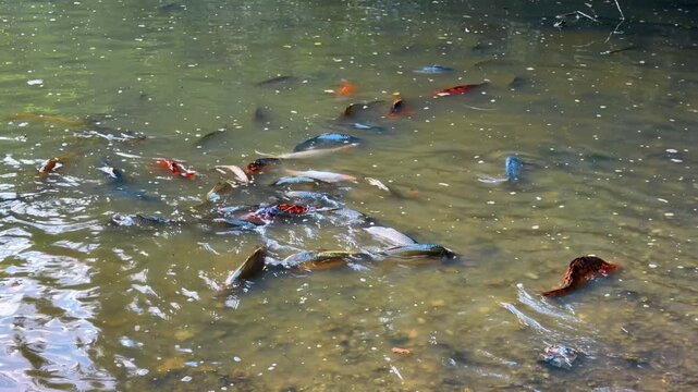 Mixed color carp swimming in shallow pond. Orange, blue, and dark fish gather above a visible gravel bottom in green water.