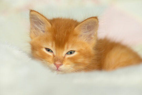 Closeup of an adorable 8 week old ginger tabby kitten on a soft white blanket, looking at the viewer