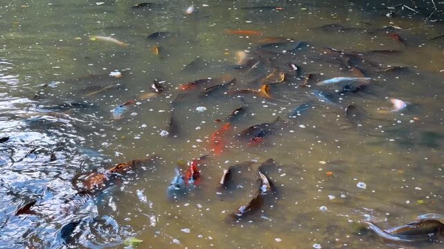 Mixed color carp beneath murky pond surface. Orange, blue, and dark bodies gather in shallow water dotted with foam and leaves.