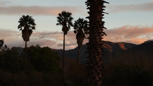 palm trees at sunrise, Stanford, South Africa