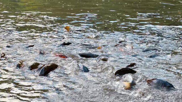 Large school of fish swimming actively at the water surface. Multiple carp create ripples and splashes in a murky pond during daylight.