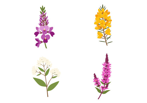 Invasive botanical species vector set featuring purple loosestrife spike yellow gorse broom blossom and white wildflower cluster isolated illustration