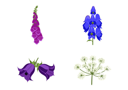 Toxic poisonous flower vector set featuring purple foxglove aconite monkshood belladonna deadly nightshade and white hemlock isolated illustration