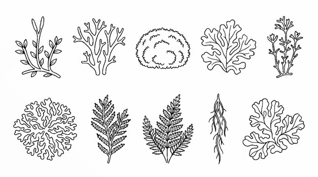 A collection of hand drawn botanical illustrations featuring various types of lichen moss and ferns in a sketch style.