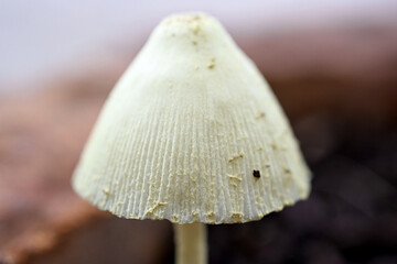 mushroom on the ground © Ken Remsen's Photos