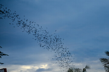 Fototapeta premium Large flock of bats flying across evening sky