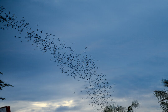Large flock of bats flying across evening sky