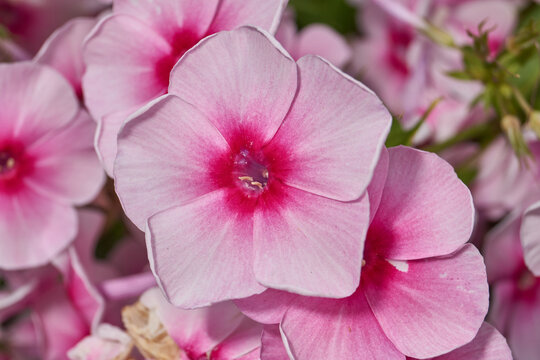Phlox are blooming in the garden. Summer. Phlox (lat. Phlox) is a genus of beautifully flowering herbaceous plants in the family Polemoniaceae.