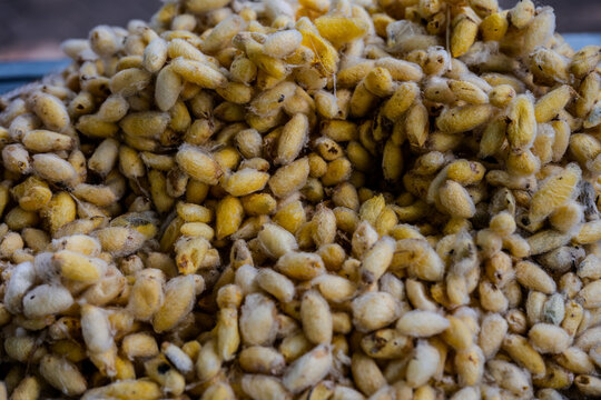 Pile of yellow silkworm cocoons for silk production