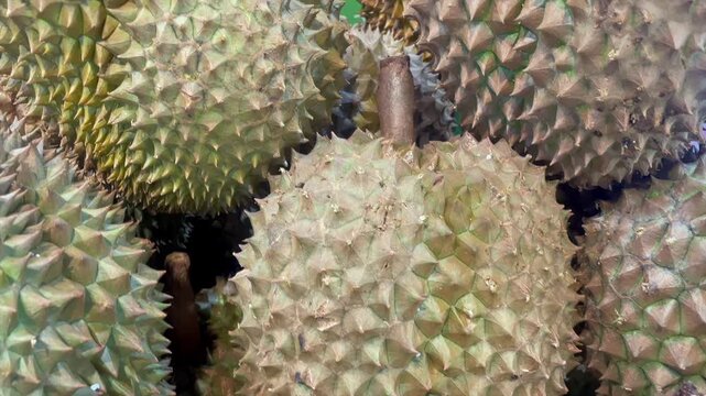 Fresh durian fruits displayed at fruit market stall