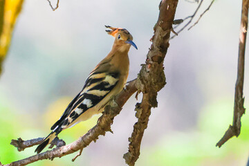 Hoopoe Perched on a Tree Branch © abul lais