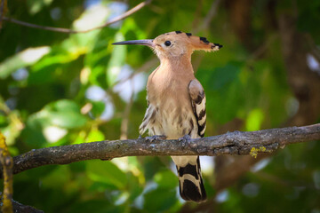 Hoopoe Bird Perched on Tree Branch © abul lais