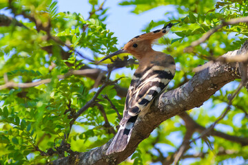 Hoopoe Bird Perched on a Tree Branch © abul lais