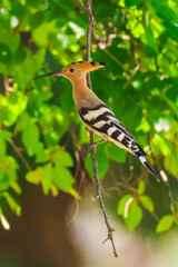 Hoopoe Bird Perched on a Branch in a Forest © abul lais