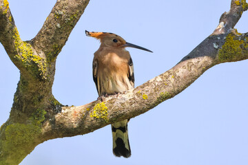 Hoopoe Bird Perched on a Tree Branch © abul lais