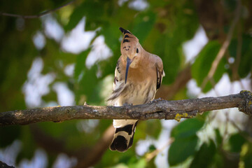 Hoopoe Bird Perched on a Tree Branch © abul lais