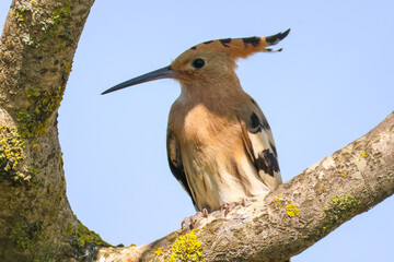 Hoopoe Bird Perched on Tree Branch © abul lais