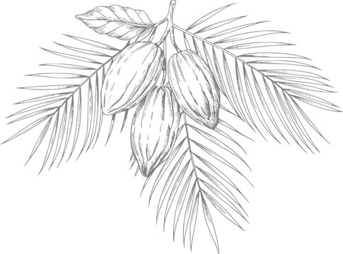 Dibujo detallado a mano de vainas de cacao colgando de una rama de palma tropical en estilo vintage