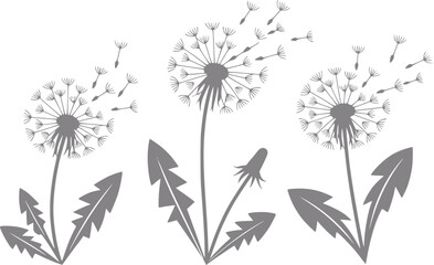 Tres siluetas de flores de diente de león grises con semillas voladoras aisladas sobre un fondo blanco limpio para proyectos © simplevector