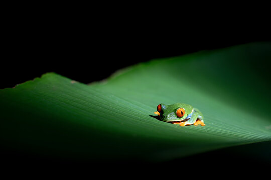 Red-eyed tree frog resting on a large glossy tropical leaf with dramatic low-key lighting and black background