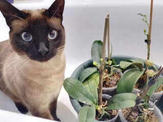 cat in the garden © Анна Прозорова