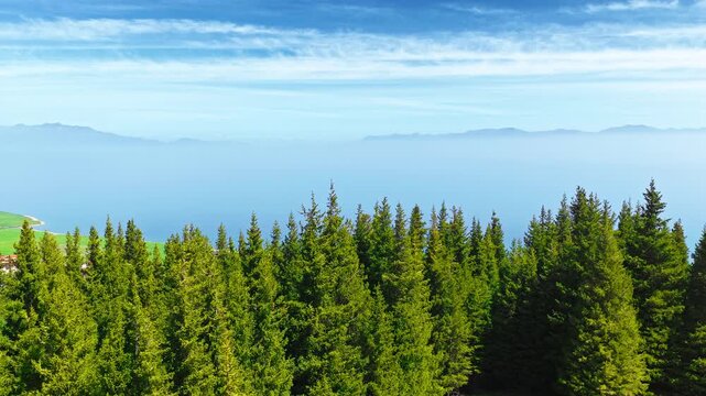 Aerial view of a dense pine forest overlooking a vast blue lake and distant mountain range in Xinjiang, China.