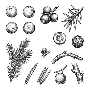 Juniper berry and branch set, hand drawn botanical ink sketch illustration, isolated on white