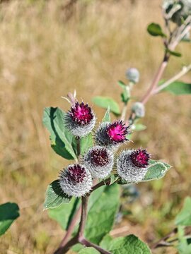 Purple woolly burdock flowers blooming in summer meadow