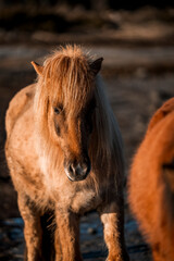 Close-up portrait of a chestnut pony with a shaggy mane standing in warm golden light on a rural pasture © PIC by Femke