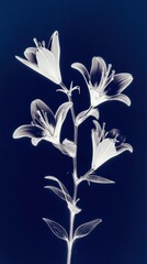 Obraz premium Elegant floral design with lilies on a dark background, perfect for mobile wallpaper.
