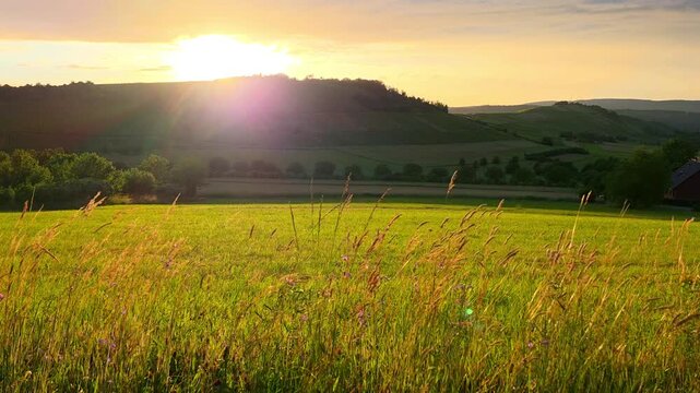 Grass blowing in a gentle breeze in front of a sunset view over the beautiful rolling fields and vineyards of the Mosel region of Germany during summer